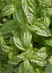 basil.JPG