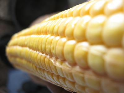 corn.jpg