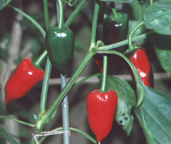 piquillopeppers.jpg