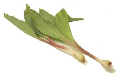 ramps.JPG