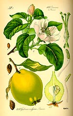 quince_m1059030.jpg