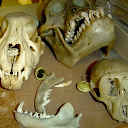 ape skulls.jpg