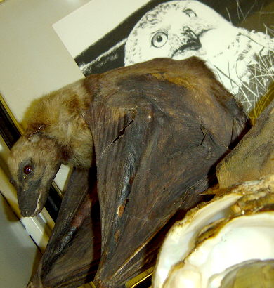 bat-owl.jpg