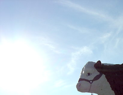 cow sky.jpg