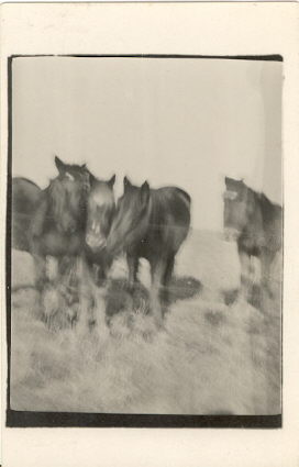 horses002.jpg