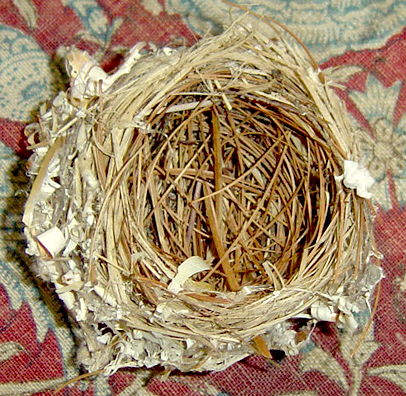 nest.jpg